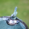Scallop Shell Birdbath with Over Rail Bracket