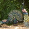 Elegant Iron Peacocks with Acrylic Jewel Detail