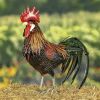 "Felix" the Painted Iron Rooster Decoration