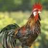 "Felix" the Painted Iron Rooster Decoration