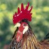 "Felix" the Painted Iron Rooster Decoration