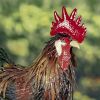 "Felix" the Painted Iron Rooster Decoration