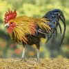 "Maxwell" the Painted Iron Rooster Decoration