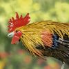 "Maxwell" the Painted Iron Rooster Decoration