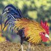 "Maxwell" the Painted Iron Rooster Decoration