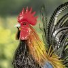 "Hugo" the Painted Iron Rooster Decoration