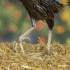 "Hugo" the Painted Iron Rooster Decoration
