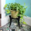 Ibex Plant Stands