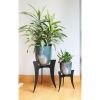 Ibex Plant Stands