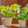 Set of 2 Tuscan Style Round Ceramic Flower Pots