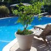 Round Planter with Poly Resin Finish