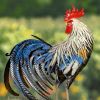 28" Tall Painted Iron Rooster Decoration