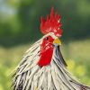 28" Tall Painted Iron Rooster Decoration