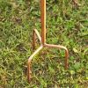 Antique Copper Finished Iron Birdhouse Stake, Varying Roofs