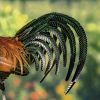28" Tall Painted Iron Rooster Decoration
