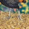 28" Tall Painted Iron Rooster Decoration